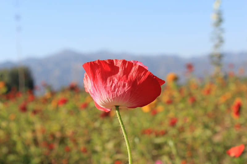 二婚祝福自己发朋友圈 二婚嫁给了幸福的说说