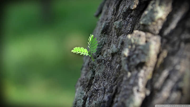 重阳节经典对联：上联：劝君一醉重阳酒，下联：邀月同观敬老花