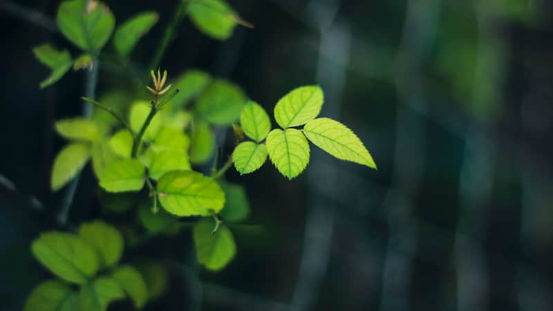 每天进步一点点经典语录(精选48句)