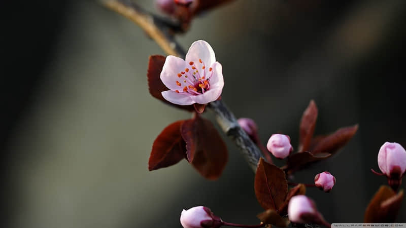 赞美春节的诗歌