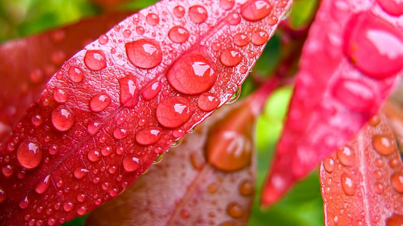 描述兰花的经典对联：一川烟雨过山舍  满树兰花迎故人