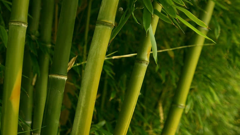 唯美的古风说说大全 静水流深，沧笙踏歌；三生阴晴圆缺，一朝悲欢离合